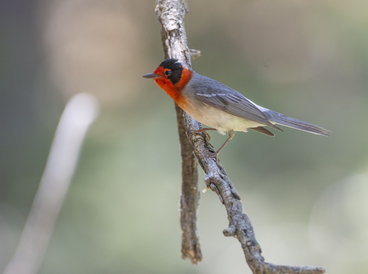 Red-faced Warbler - ML340492991