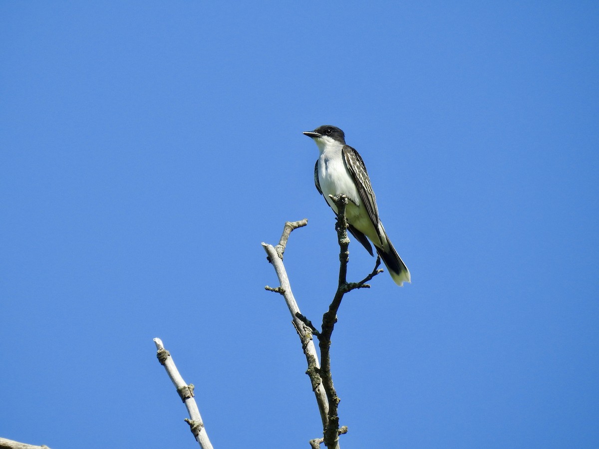 Eastern Kingbird - ML340493201