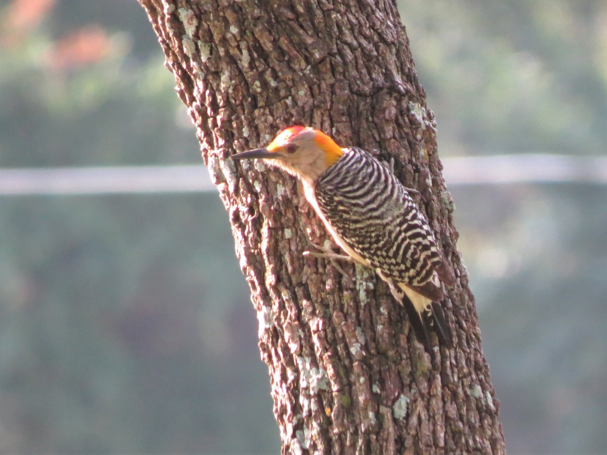 Golden-fronted Woodpecker - ML340493431