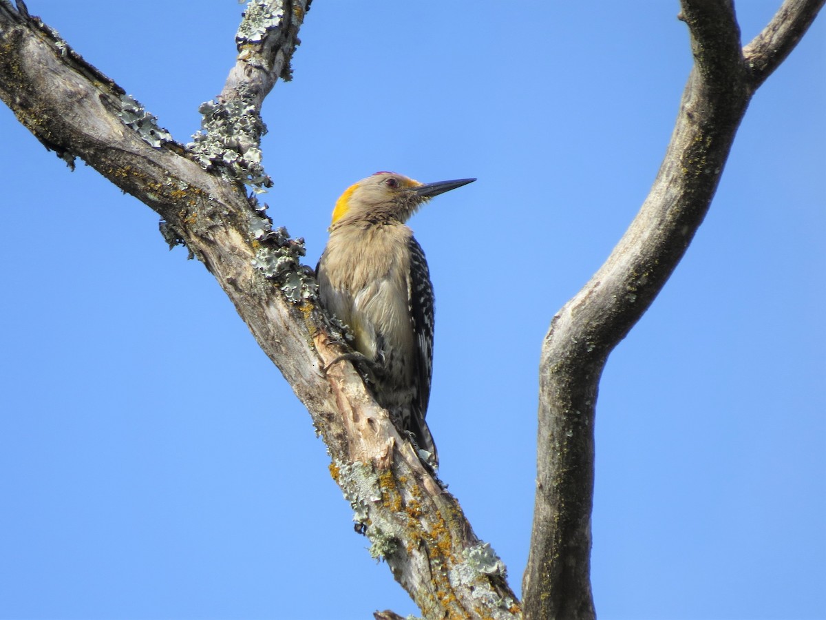 Golden-fronted Woodpecker - ML340493451