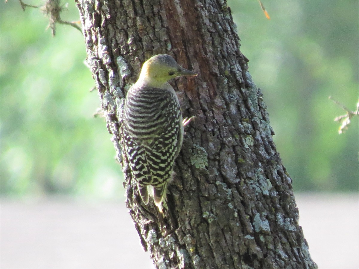 Golden-fronted Woodpecker - ML340493481