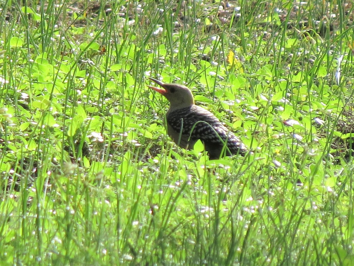 Golden-fronted Woodpecker - ML340493511