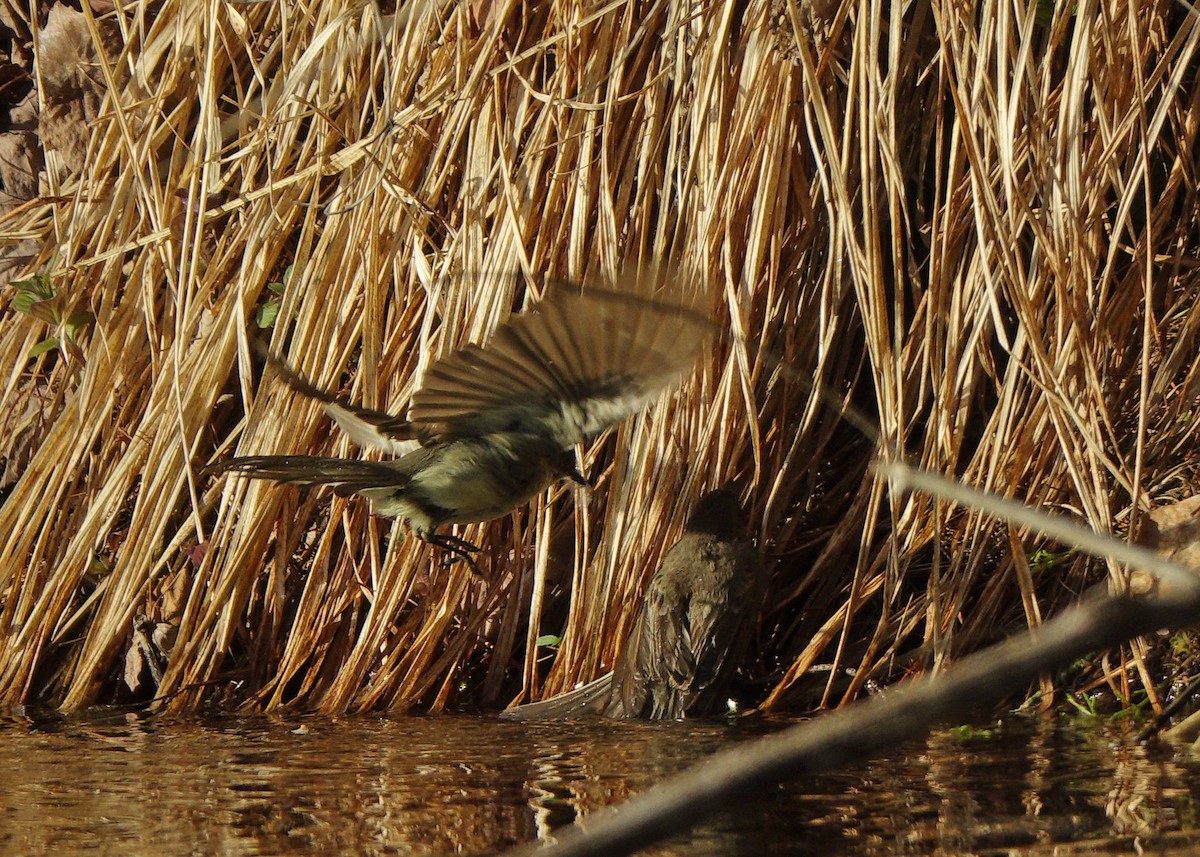 Eastern Phoebe - ML340493611