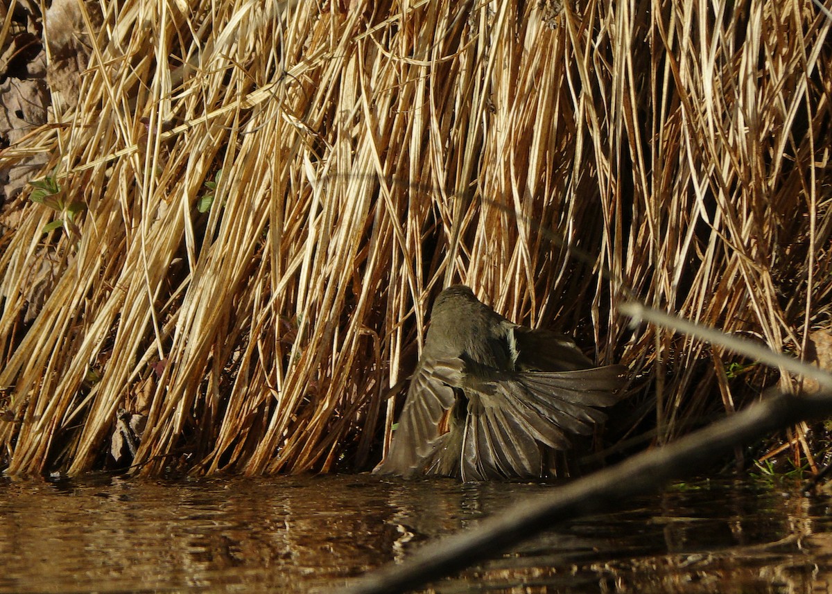 Eastern Phoebe - ML340493661