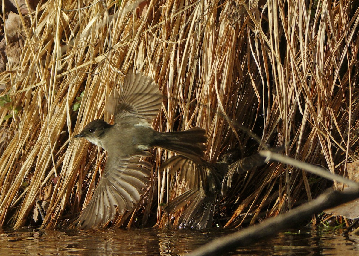 Eastern Phoebe - Tim Cutts