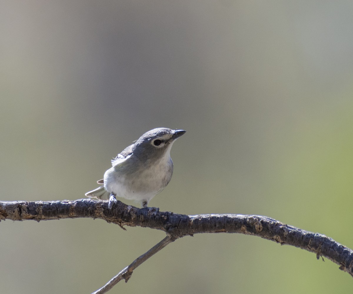 Plumbeous Vireo - ML340493881