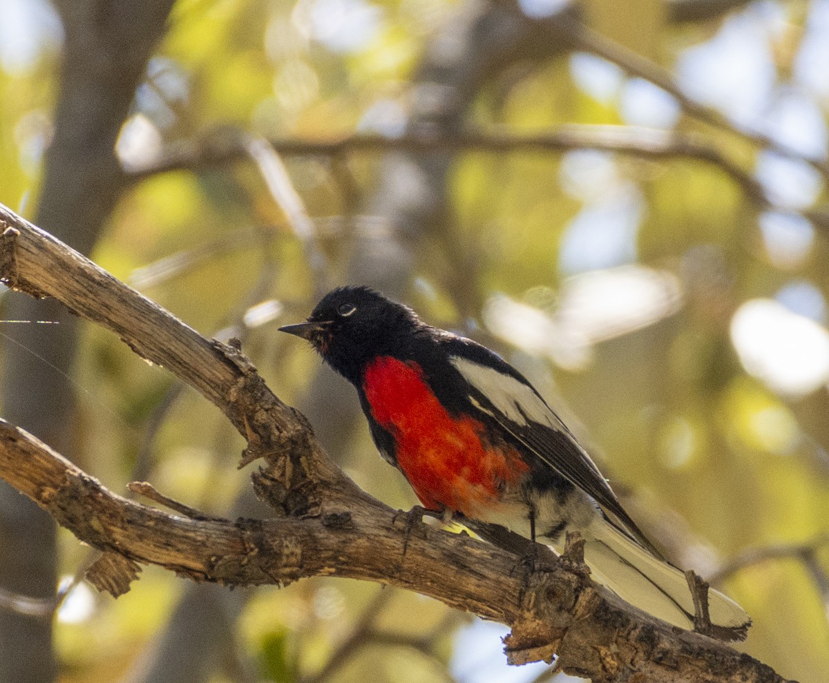 Painted Redstart - ML340494211