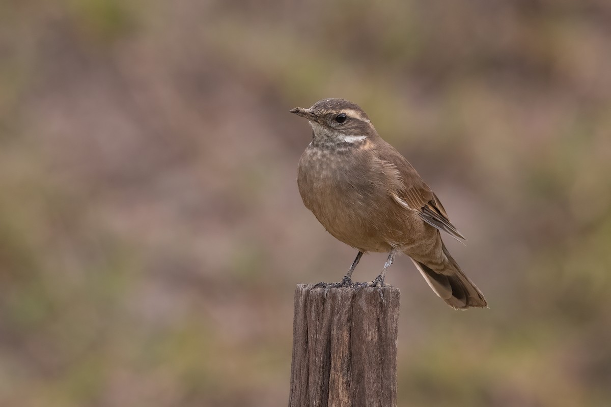 オビバネカワカマドドリ - ML340495711