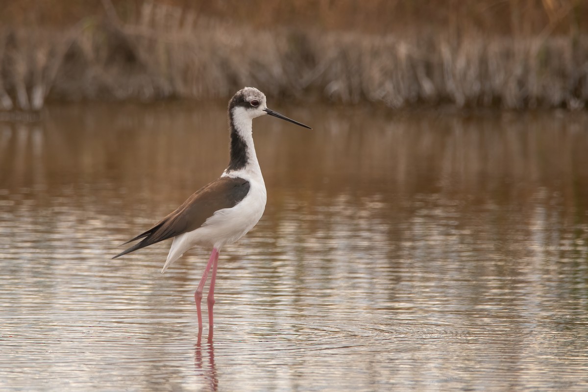 Black-necked Stilt - ML340495851