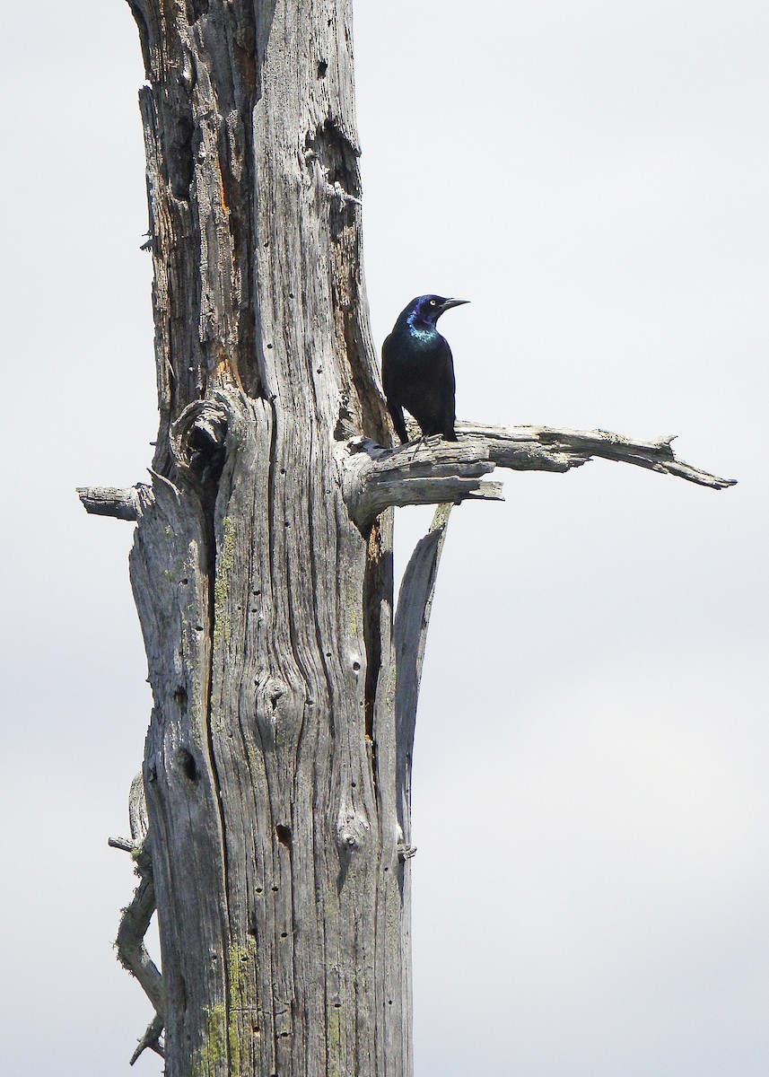 Common Grackle - ML340497041