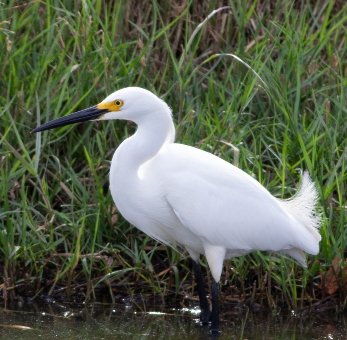 Snowy Egret - Robert Hawkins