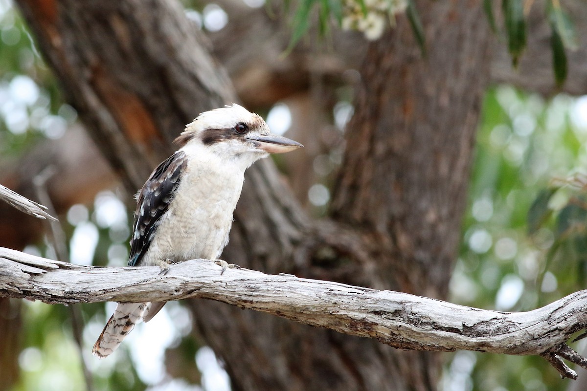 Laughing Kookaburra - ML340499001