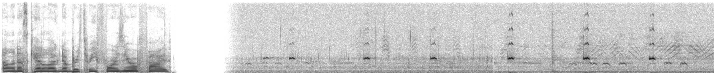 Çamurcun (carolinensis) - ML3405