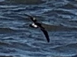 Leach's Storm-Petrel - ML340501301