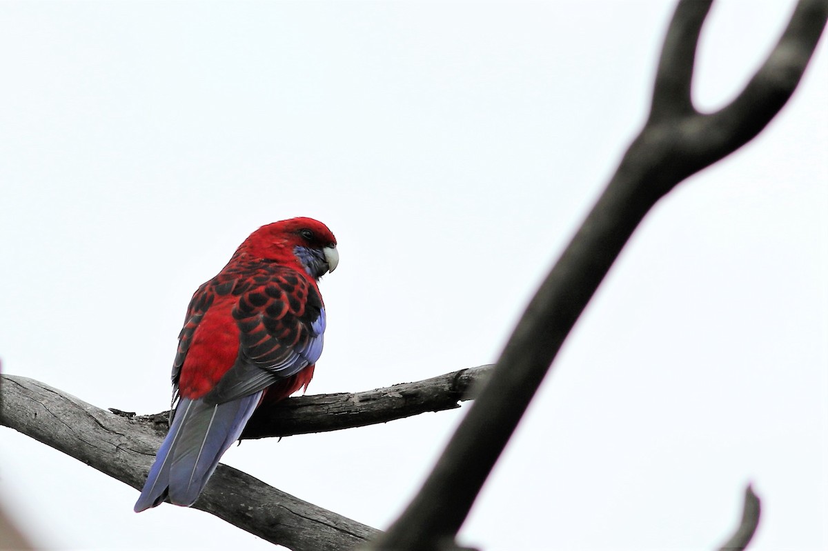 Crimson Rosella - Ronald Goddard