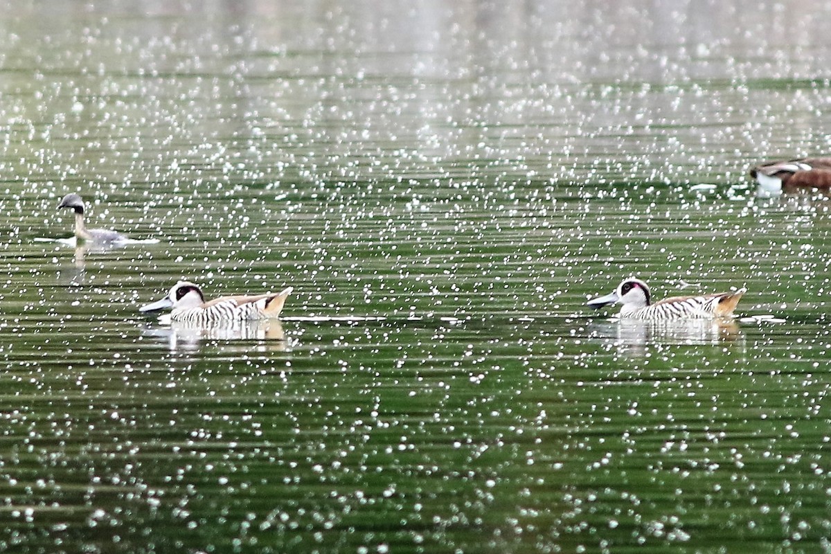 Pink-eared Duck - ML340503071