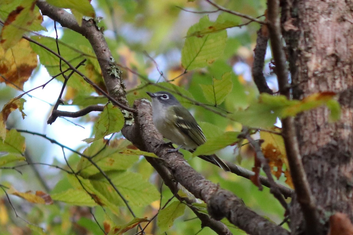 Blue-headed Vireo - Will Bennett