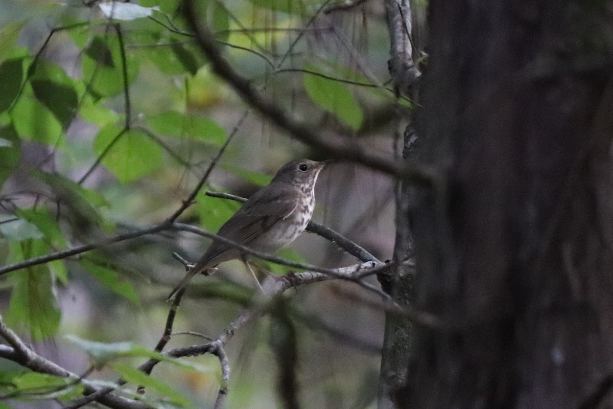 Gray-cheeked Thrush - ML340504801