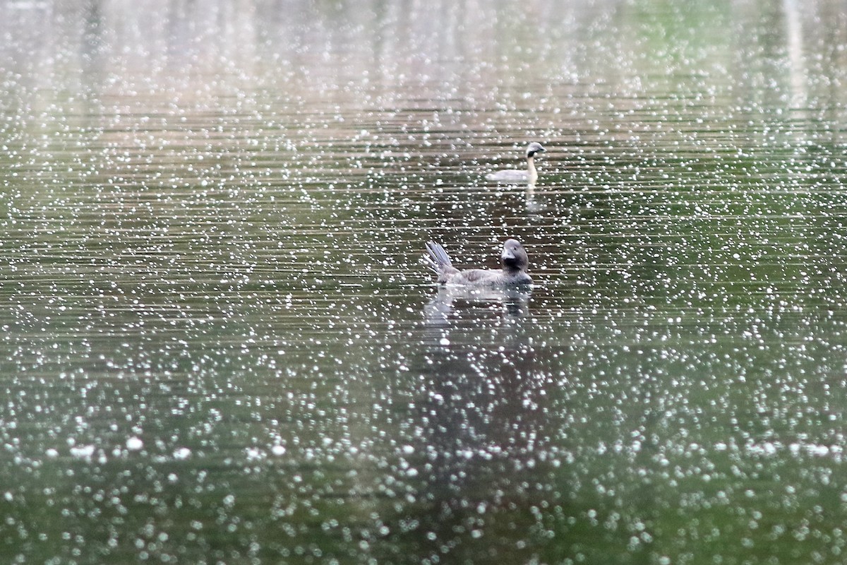 Musk Duck - ML340505081