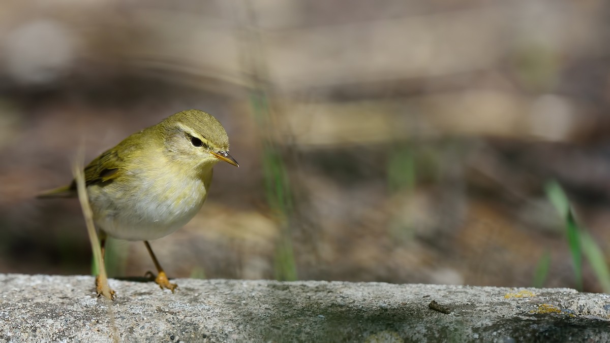 Willow Warbler - Ferit Başbuğ