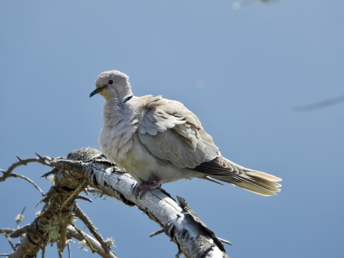 Eurasian Collared-Dove - Joe RouLaine