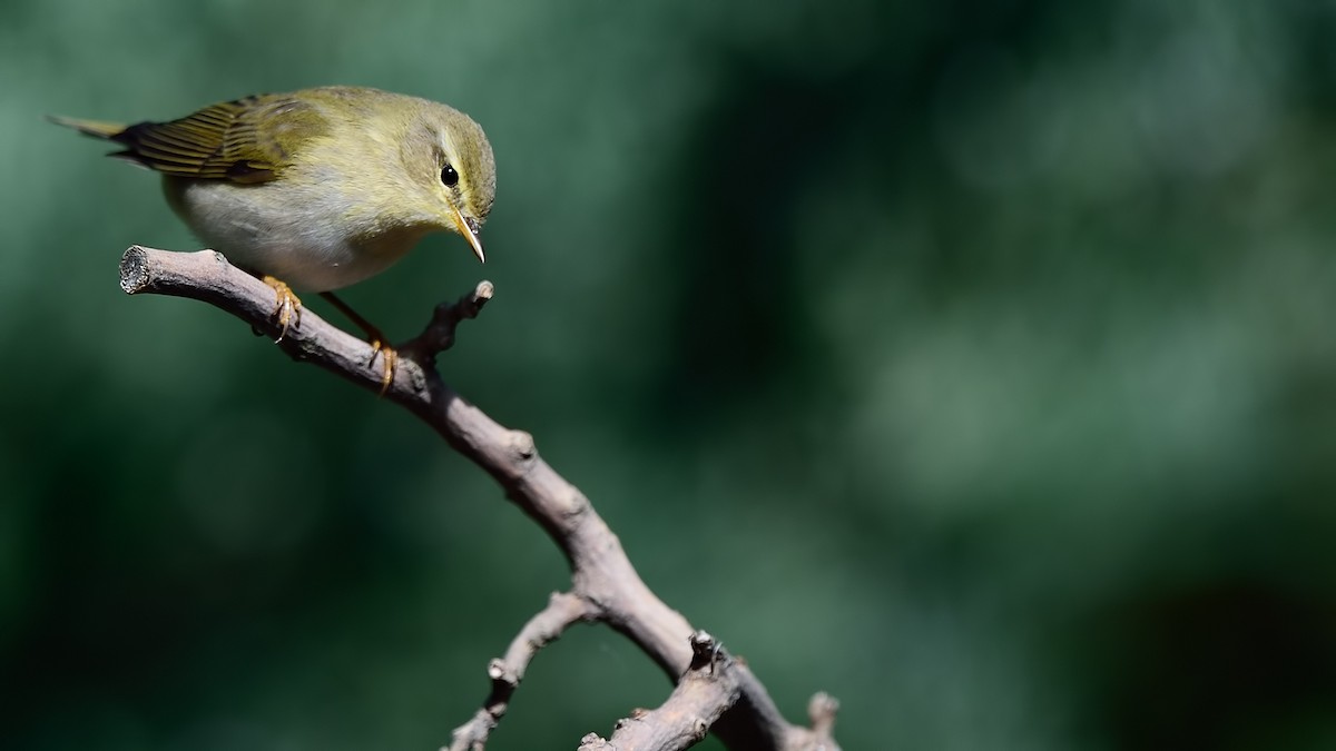 Willow Warbler - Ferit Başbuğ