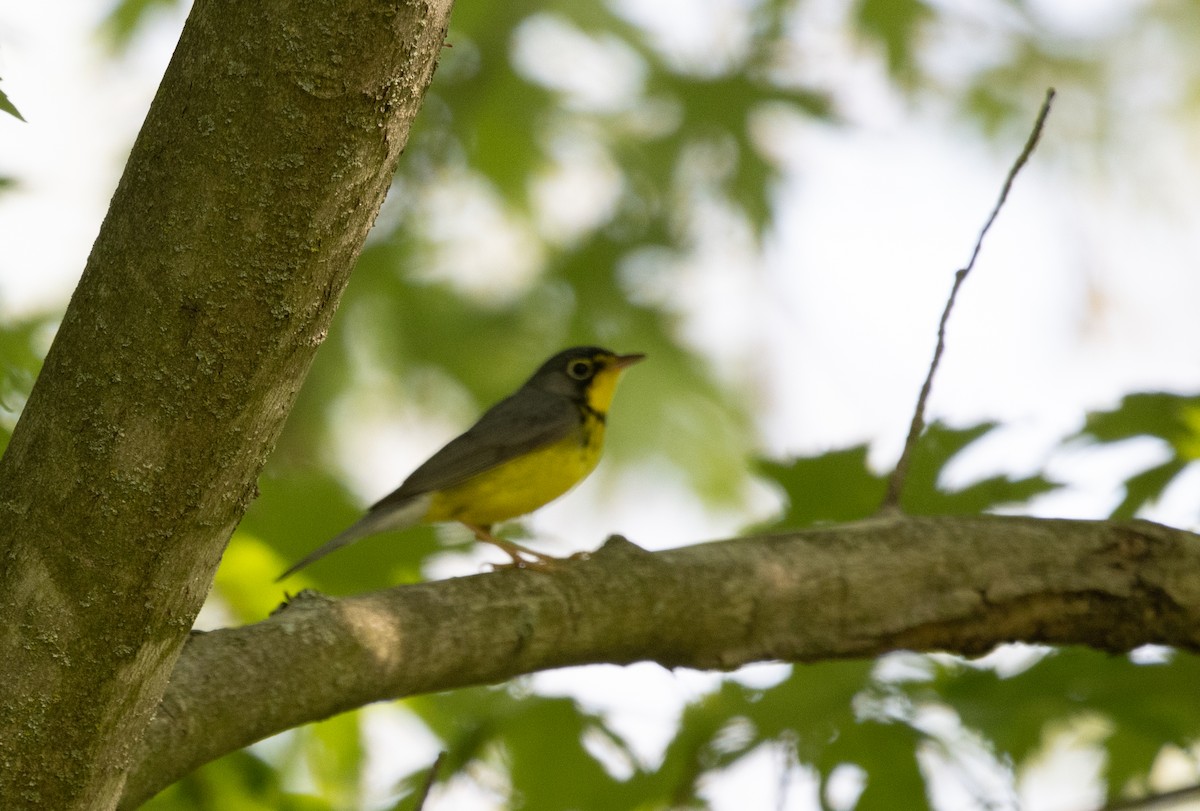 Canada Warbler - Kalpesh Krishna