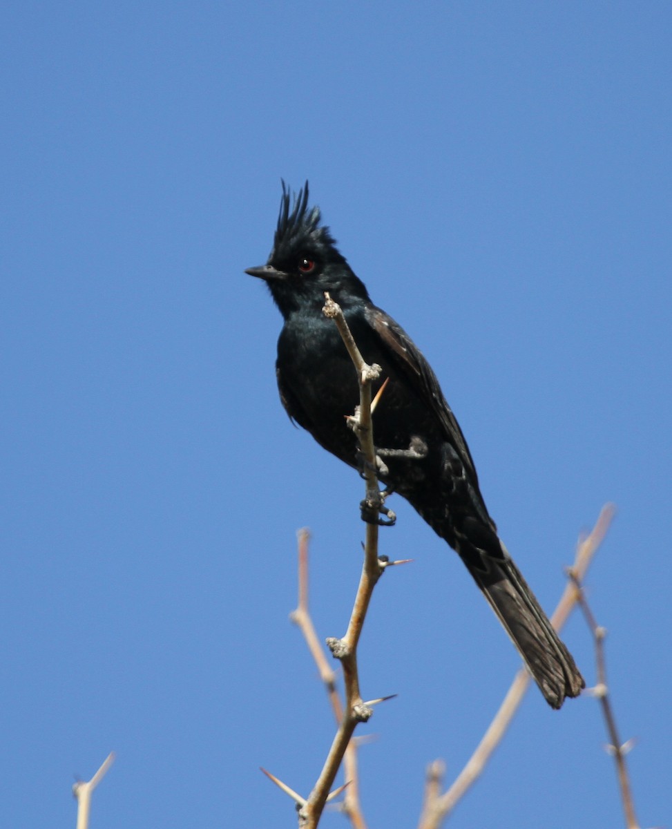 Phainopepla - ML34050691