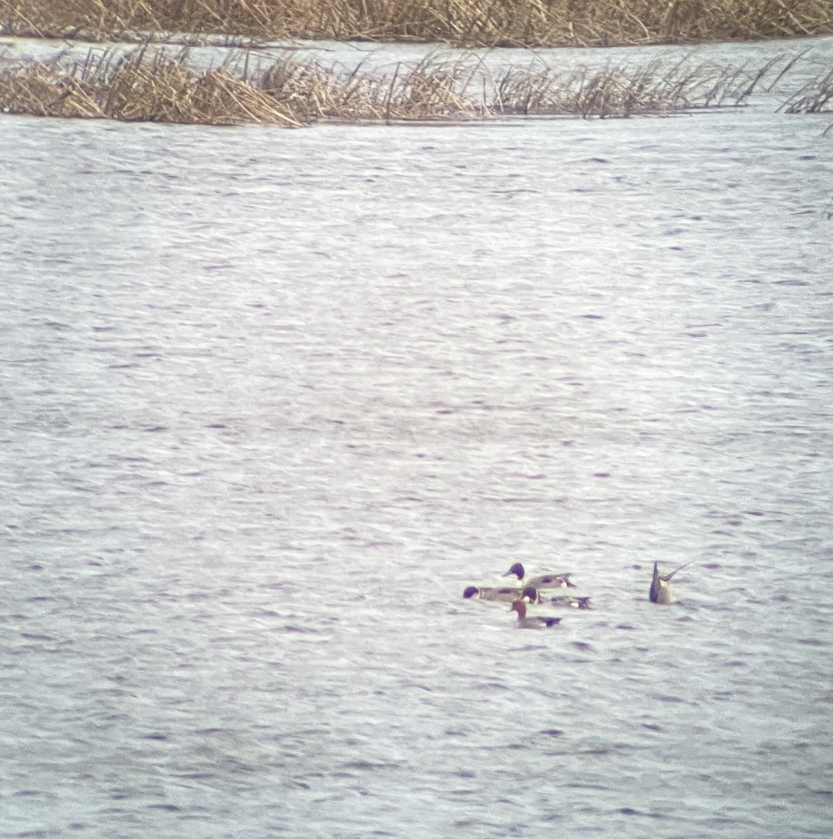 Eurasian Wigeon - ML340506911