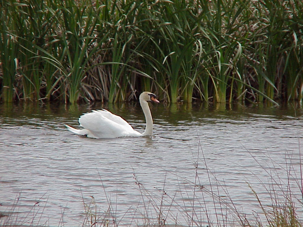 Cygne tuberculé - ML340507141