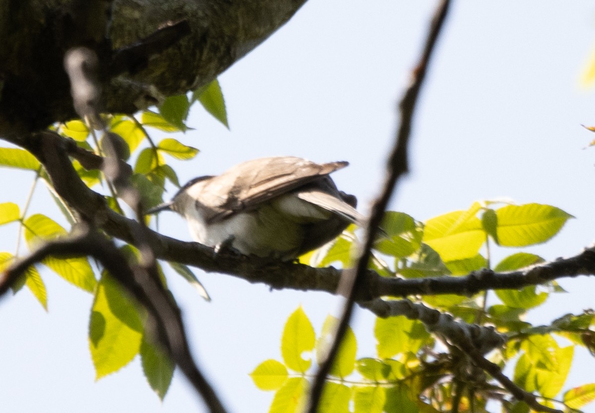 Black-billed Cuckoo - ML340507431