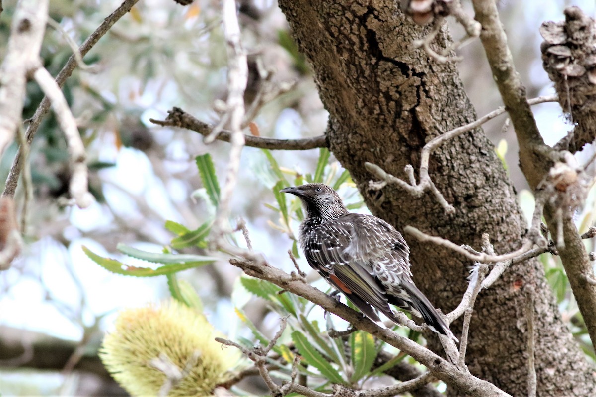 Little Wattlebird - ML340508011