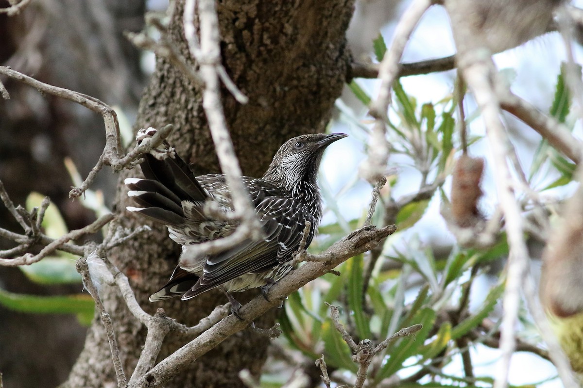 Little Wattlebird - Ronald Goddard