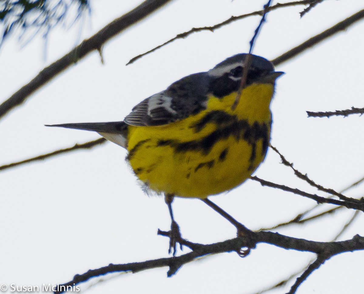 Magnolia Warbler - ML340510351