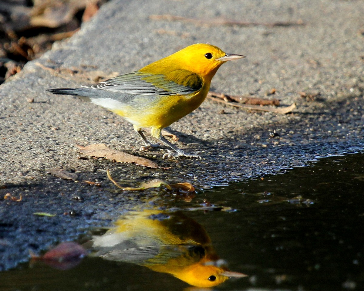 Prothonotary Warbler - Matthew Grube