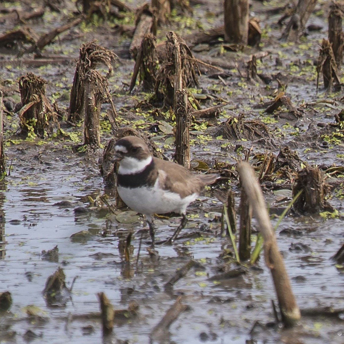 Semipalmated Plover - ML340512731
