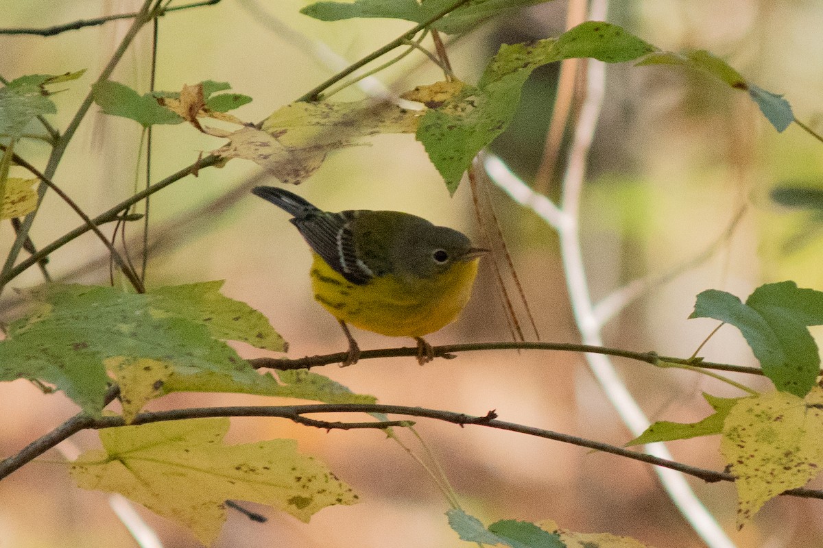 Magnolia Warbler - Will Bennett