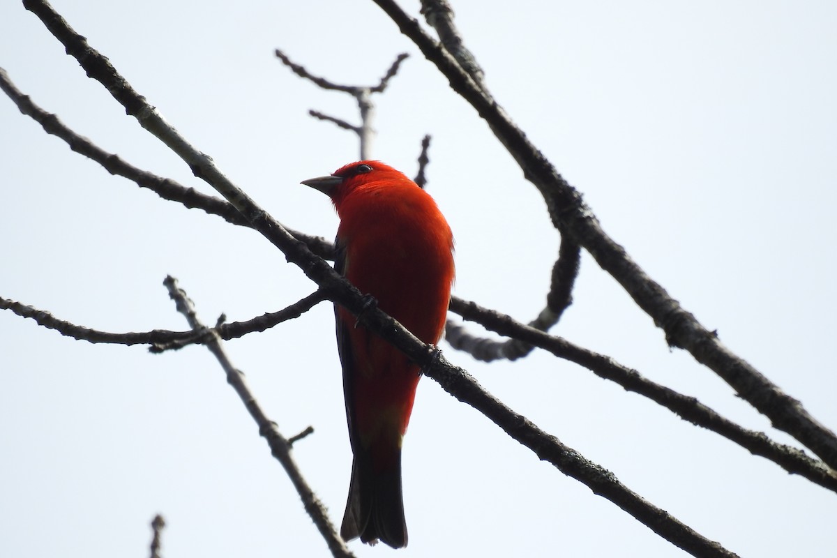 Scarlet Tanager - ML340514941