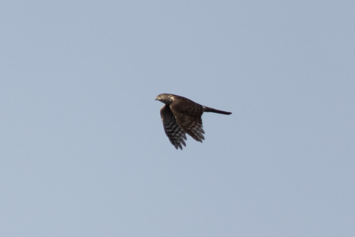 Sharp-shinned Hawk - ML340517721