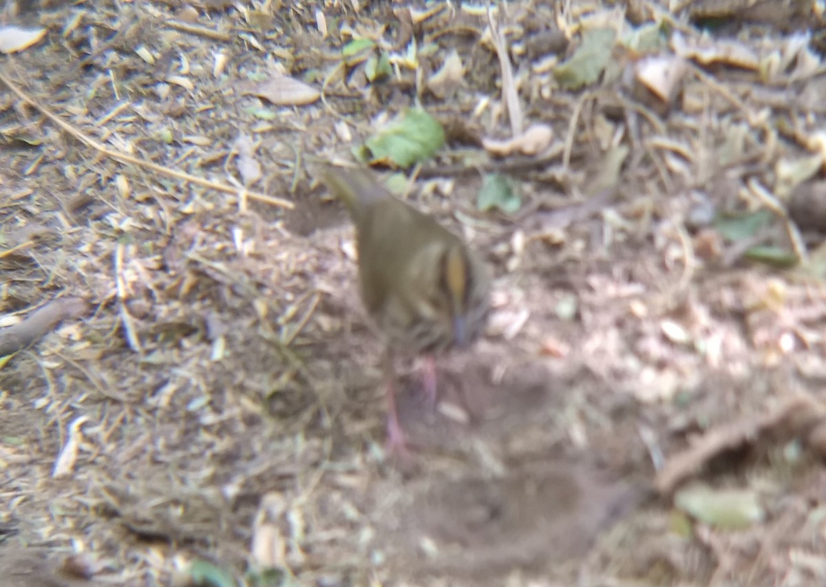 Ovenbird - ML340518541