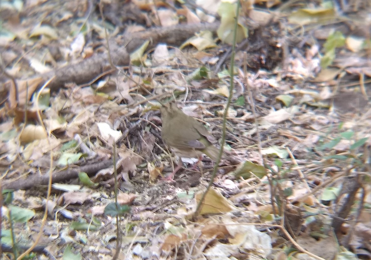 Ovenbird - ML340518621