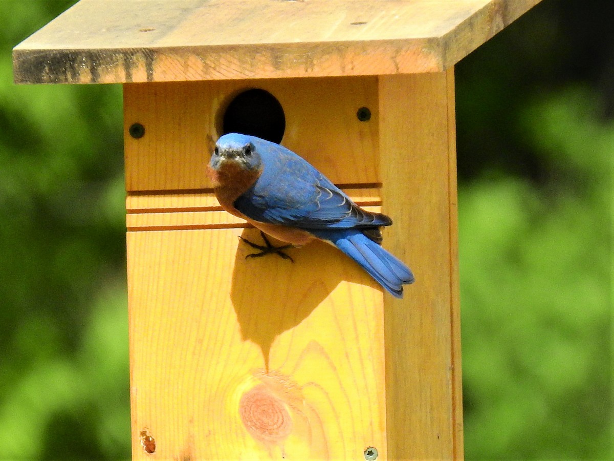 Eastern Bluebird - ML340520221