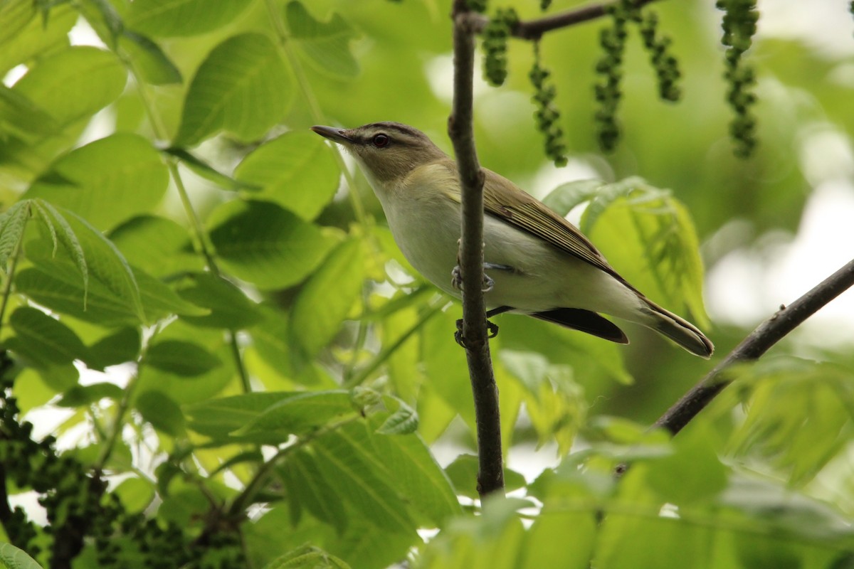 Red-eyed Vireo - Patrick Gray