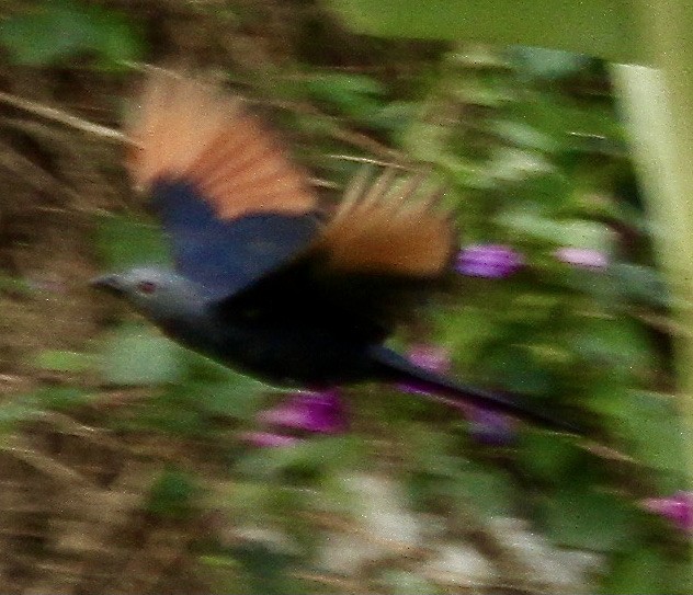 Neumann's Starling - Connie Lintz