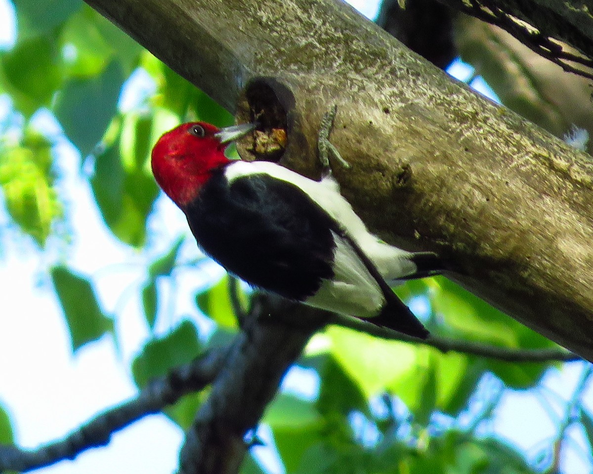 Red-headed Woodpecker - ML340521781