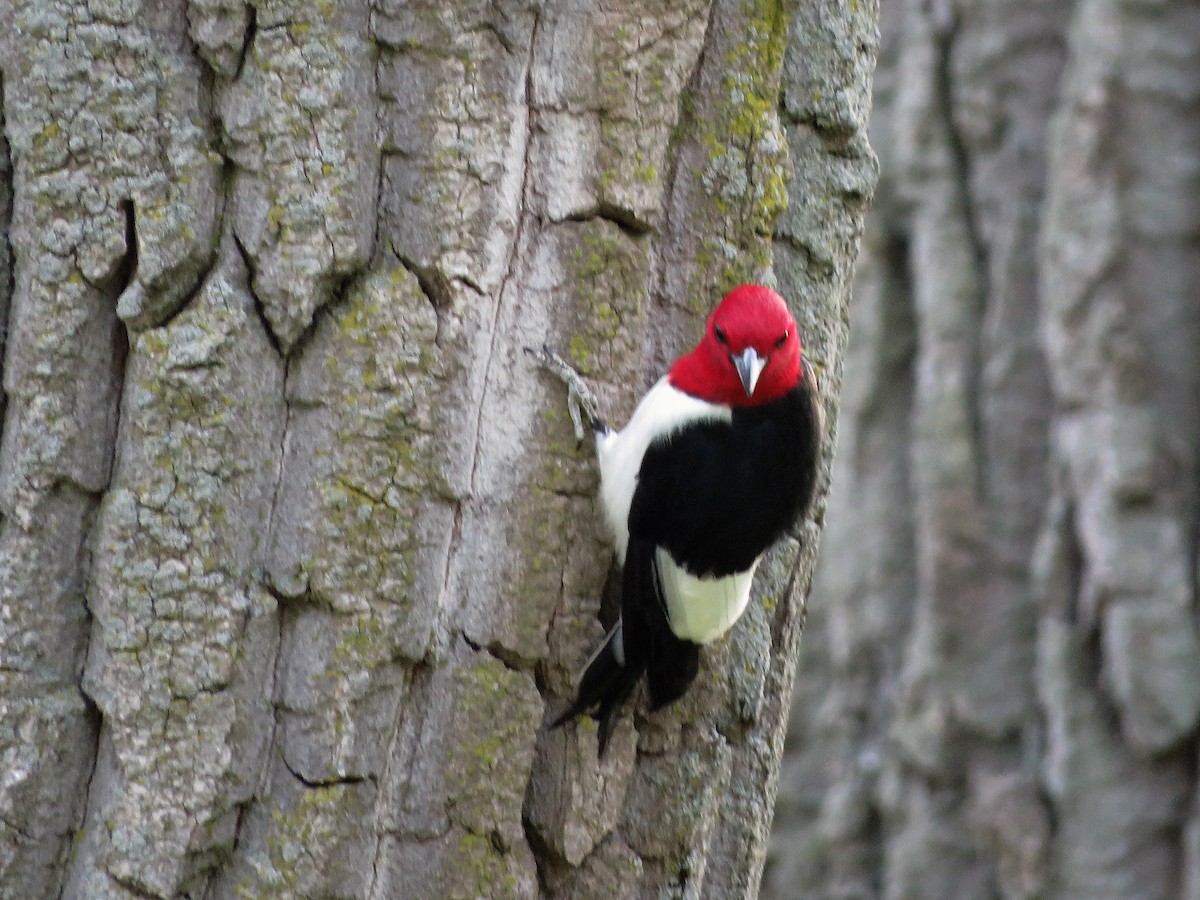 Red-headed Woodpecker - ML340521801