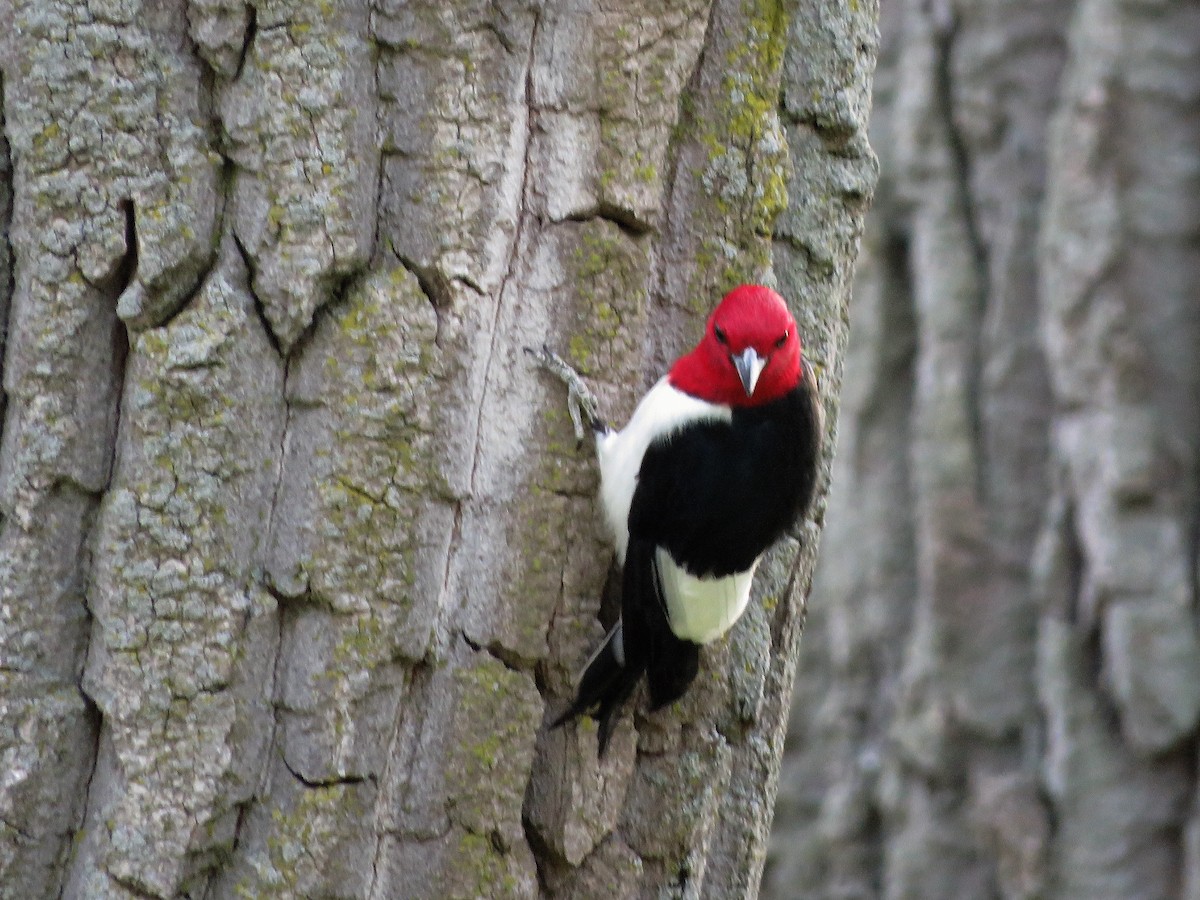 Pic à tête rouge - ML340521801