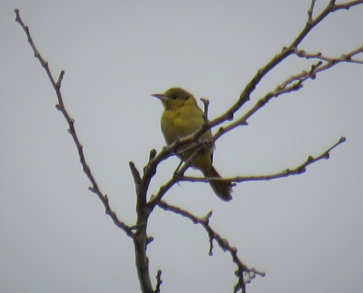 Hooded Oriole (nelsoni Group) - ML340522081