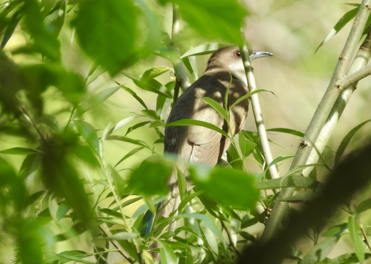 Black-billed Cuckoo - ML340523841