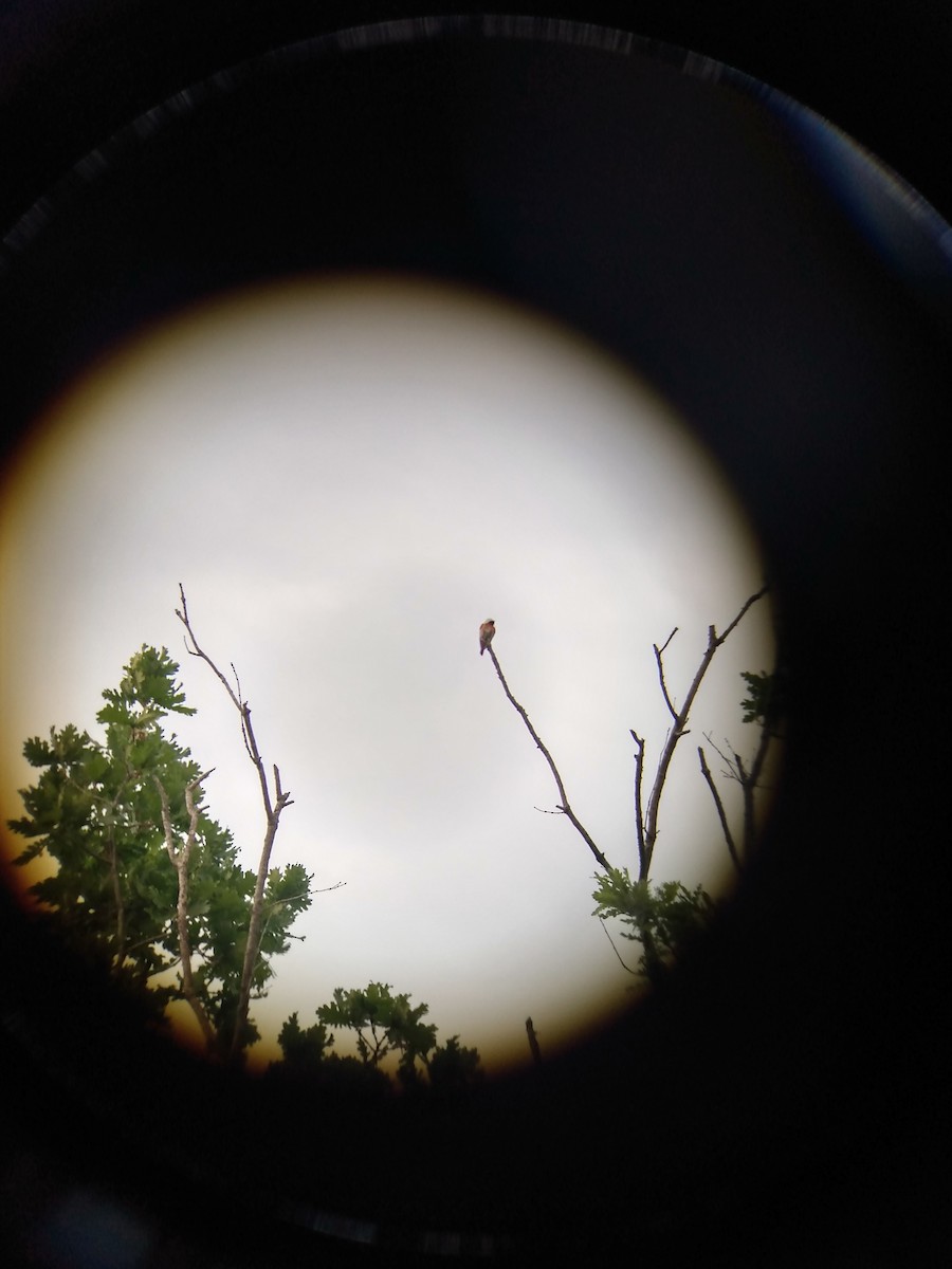 Common Redstart - ML340523871